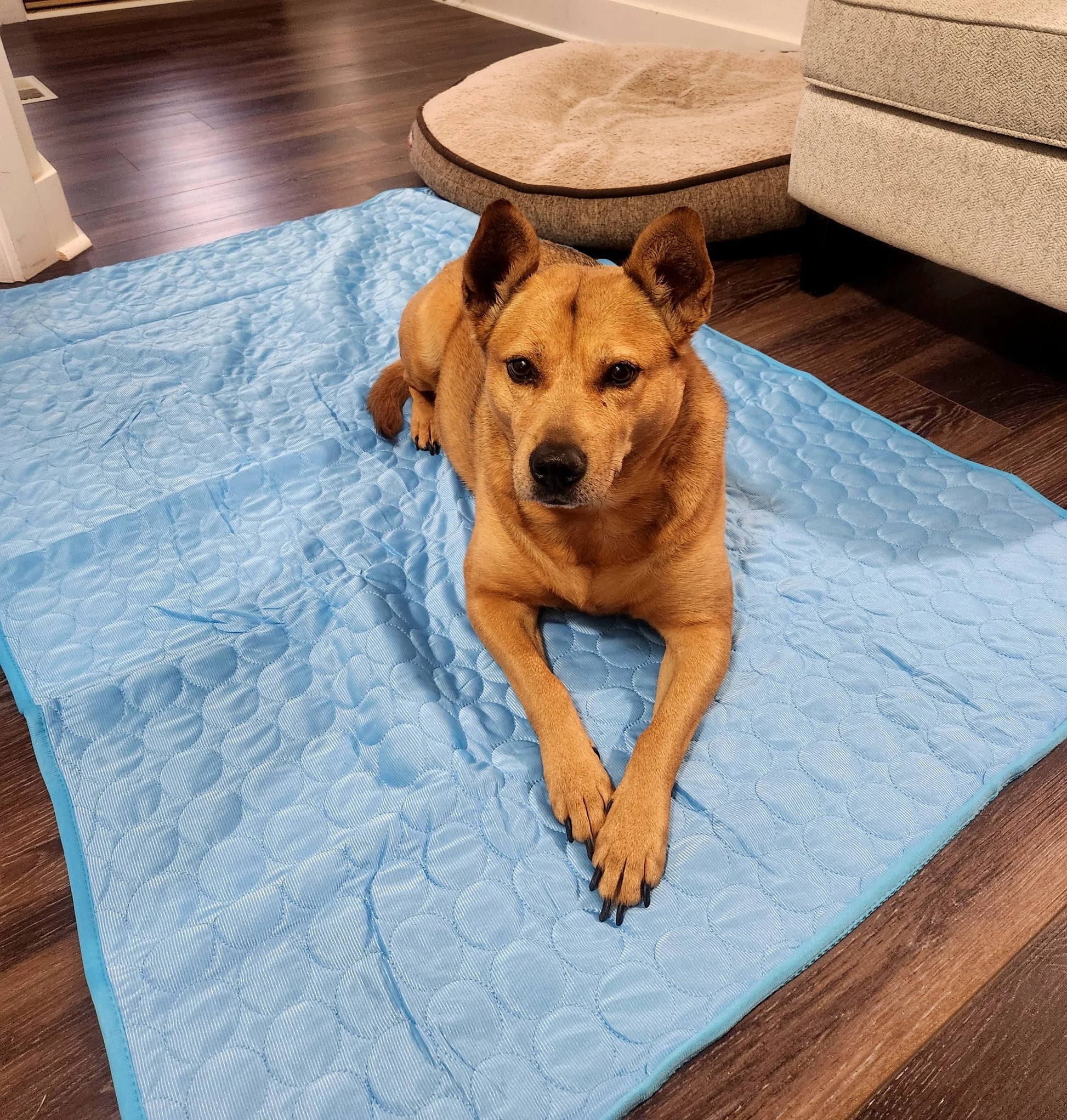 BreezePaw™ Pet Mat – Breathable Summer Comfort Pad